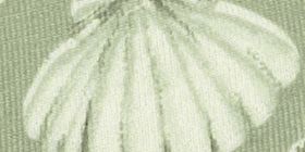 Cotton Boyshort Panty