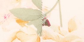 Comfort Bliss&reg; Lightly Lined No-Wire Bra