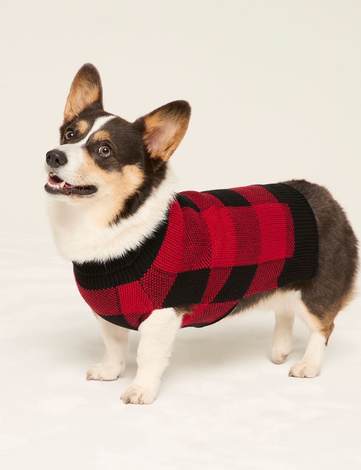 DOG SWEATER H 1143927 | LaneBryant