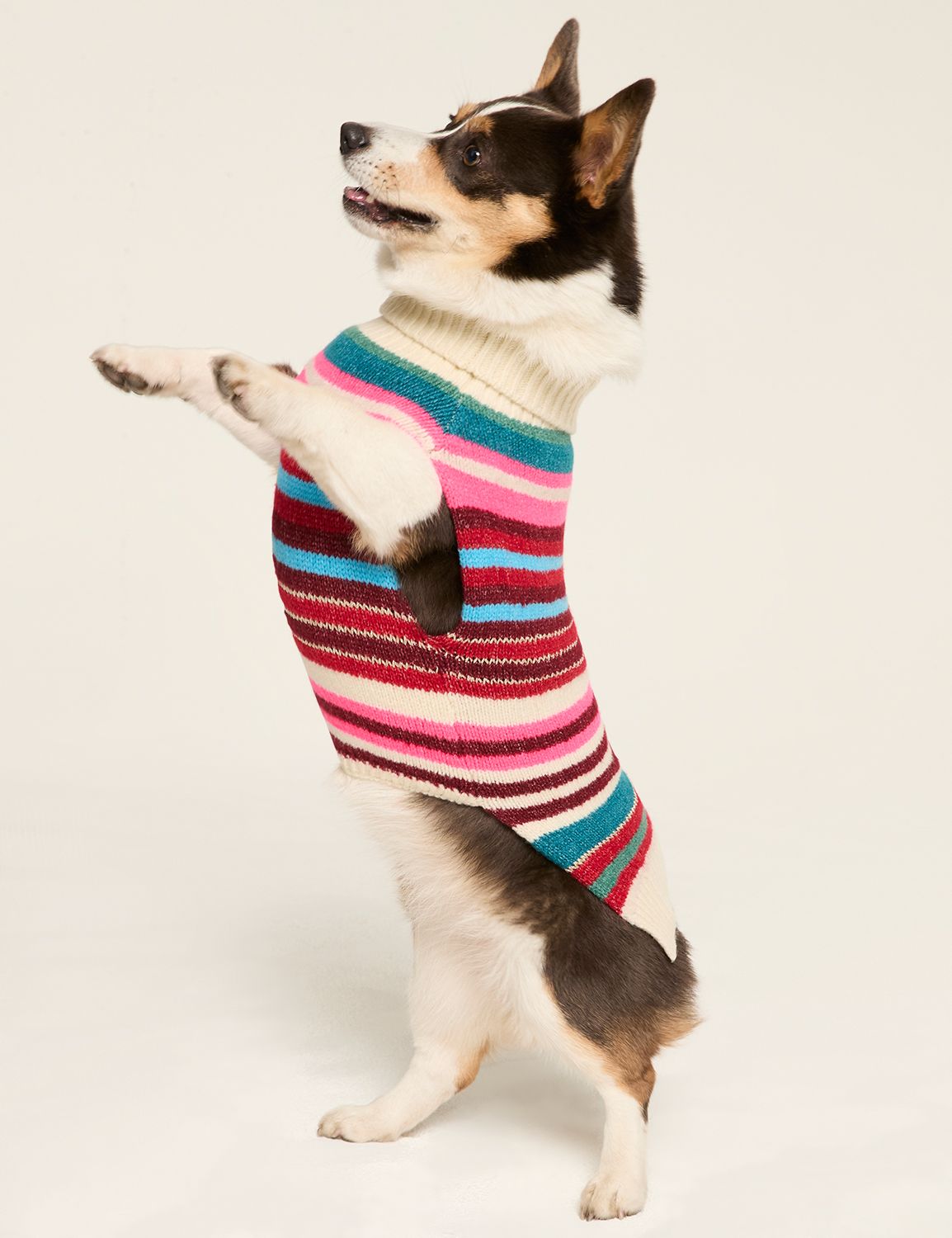 Dog Sweater LaneBryant